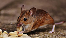 24 Hour & Emergency Exterminators in Gold Run, CA